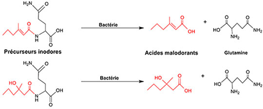 Des anticorps en plastique pour combattre les odeurs corporelles