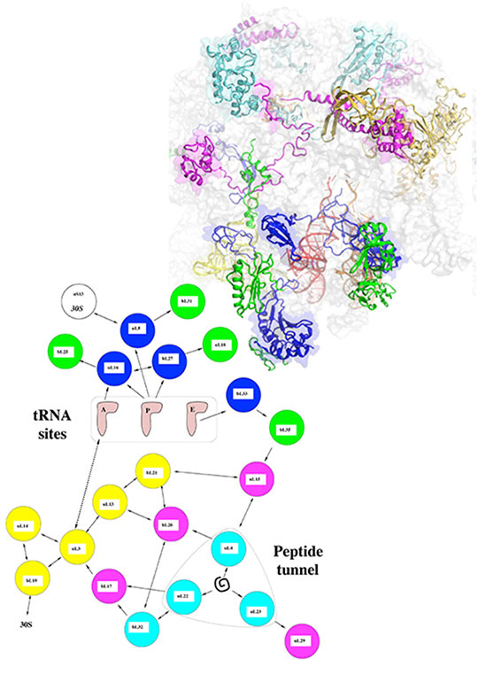 Un cerveau moléculaire dans le ribosome ?