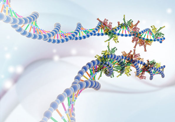 Des gaines velcro protègent l'intégrité de notre ADN