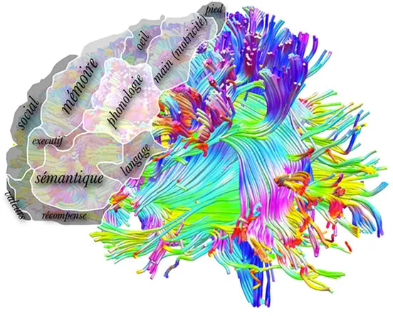 Comprendre le lobe frontal, chef d'orchestre du cerveau