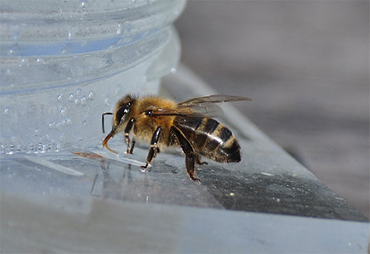 L'impuissance alimentaire des abeilles