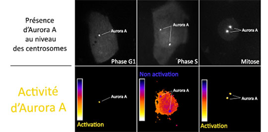 Pister la protéine Aurora A impliquée dans certains cancers