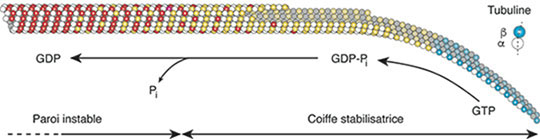 L'architecture de la coiffe stabilisatrice des microtubules dévoilée