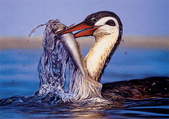 La biologie des derniers oiseaux à dents révélée