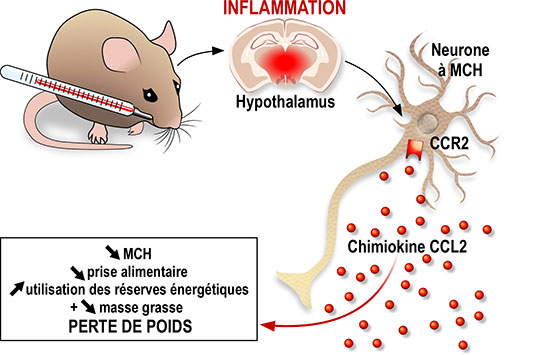 Perte de poids et maladie: comment le cerveau réduit l'appétit et le stockage énergétique