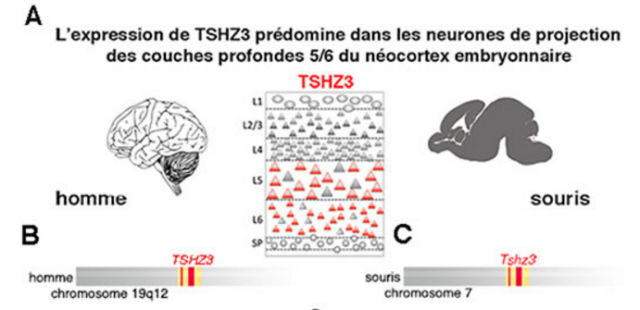 La délétion du gène TSHZ3 responsable d’un syndrome autistique