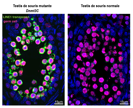 Une enzyme jugée inactive protège en réalité la fertilité des souris mâles