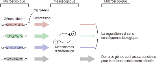 La validité biologique de nombreuses cibles de microARN remise en question