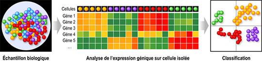 Construire la carte d'identité de toutes les cellules