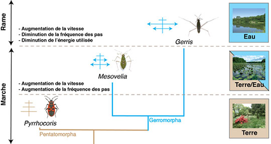 Courir ou ramer: quelle est la meilleure façon de marcher sur l'eau ?