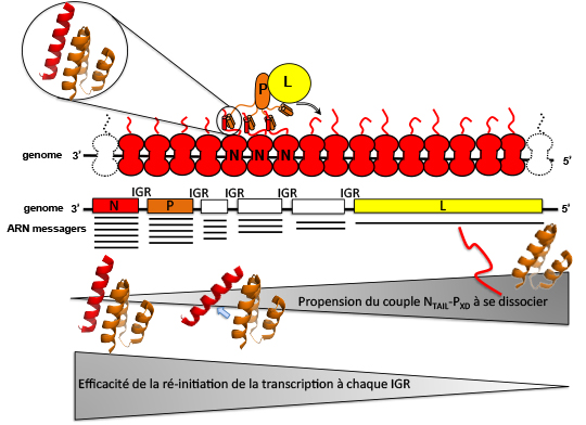 Rougeole: efficacité de ré-initiation de la transcription