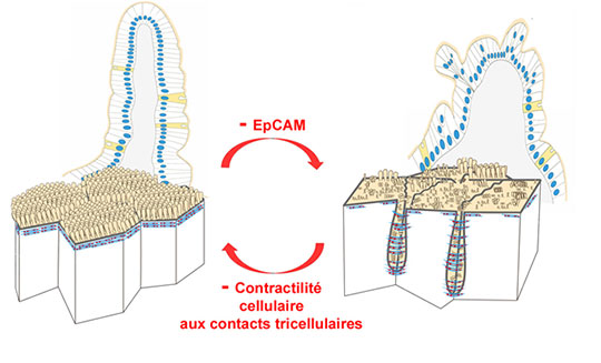 Quand mal contracter un épithélium intestinal provoque une maladie rare