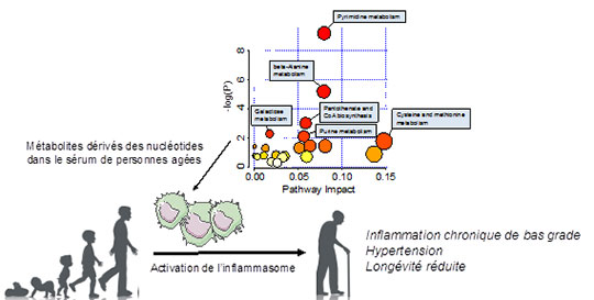 Vieillissement: corrélation entre inflammation et mortalité