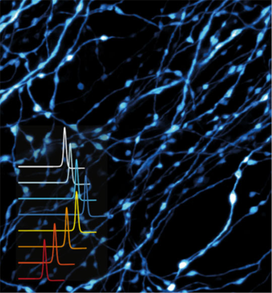Un nouveau mécanisme de la régulation temporelle de la communication entre neurones dévoilé