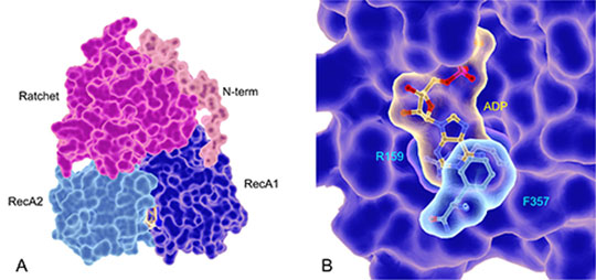 Un mécanisme de maturation des ribosomes eucaryotes dévoilé