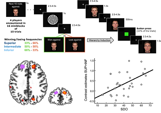 La réponse du cerveau face aux individus dominants prédit le rapport aux inégalités sociales