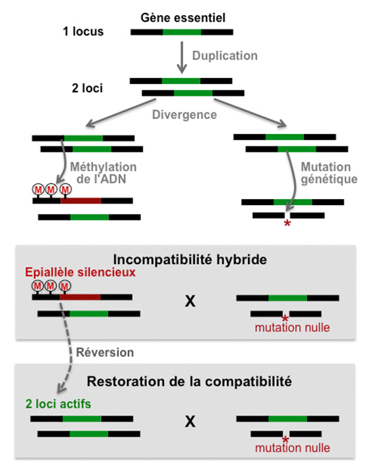 Isolement reproductif: quand l'épigénétique s'en mêle
