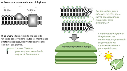 Des lipides sucrés particulièrement collants à la surface des membranes photosynthétiques
