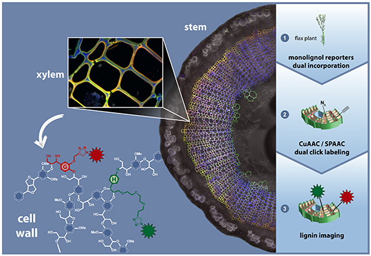 Des rapporteurs chimiques pour illuminer les dynamiques de lignification chez les plantes