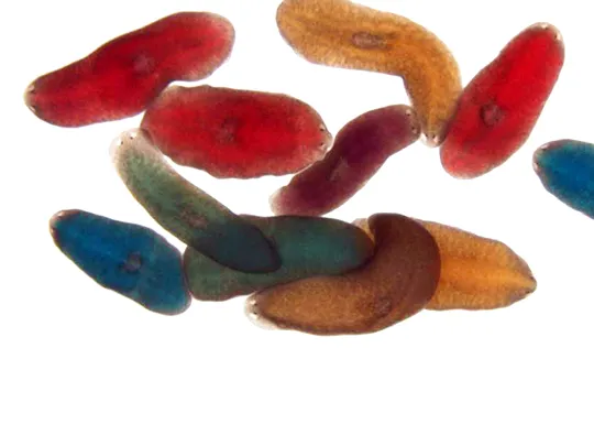 Staphylocoque doré et cellules souches: une mémoire d'éléphant pour un ver immortel
