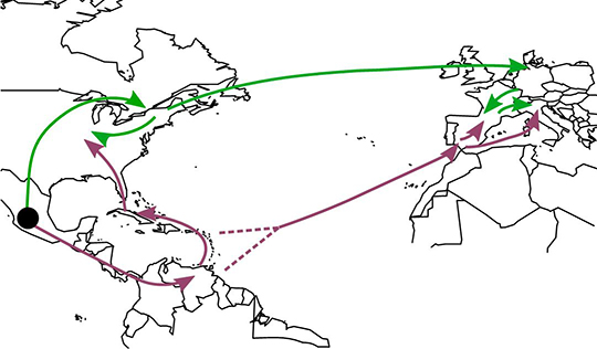 Introductions indépendantes et hybridations ont façonné l'histoire du maïs cultivé