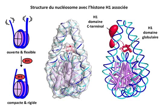 Découverte de la structure d'une particule fondamentale de la chromatine