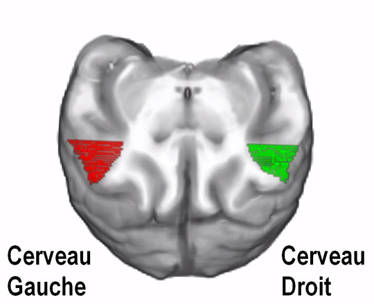 Les babouins présentent une propriété du cerveau que l'on croyait caractéristique du langage humain
