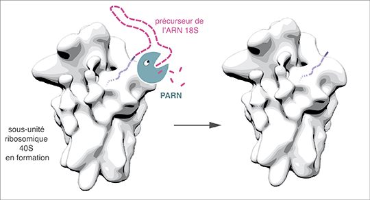 Un nouvel acteur de la synthèse des ribosomes chez l'homme impliqué dans la dyskératose congénitale