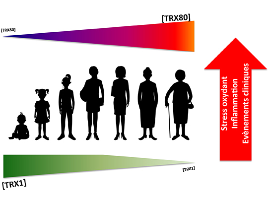 Un nouveau marqueur diagnostic pour les maladies cardio-vasculaires