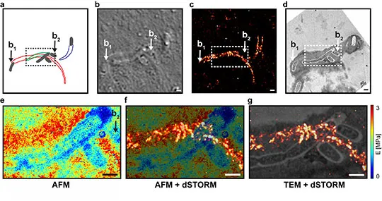 Les trois modes de microscopies enfin corrélées pour analyser un même échantillon