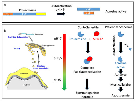 Mieux comprendre l'absence de production de spermatozoïdes pour traiter l'infertilité