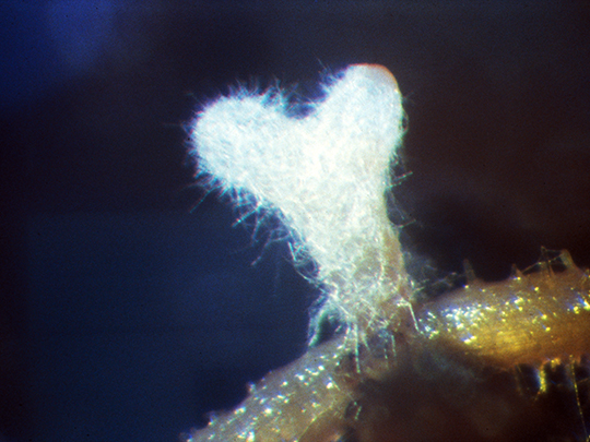 Symbioses entre plantes, champignons et bactéries: un éclairage original sur ces alliances ancestrales