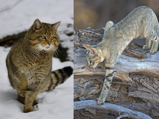 Comment le chat a conquis le monde