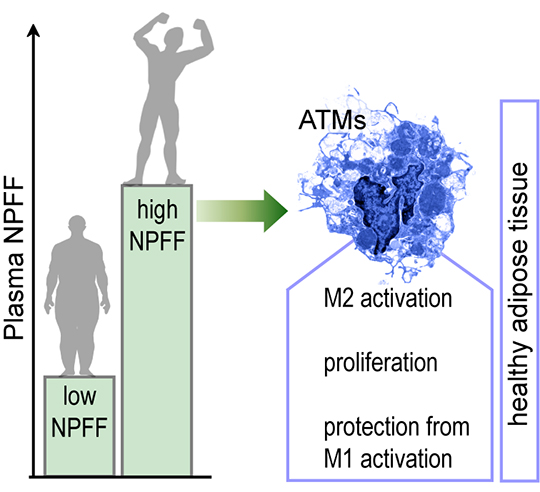 Le neuropeptide FF: une nouvelle hormone qui protège le tissu adipeux de l'inflammation