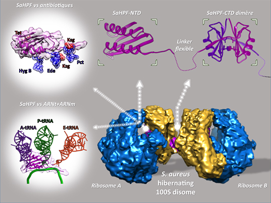 Le mécanisme de l'hibernation des ribosomes du staphylocoque doré révélé