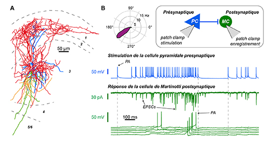 Un microcircuit cortical pour mieux s'orienter