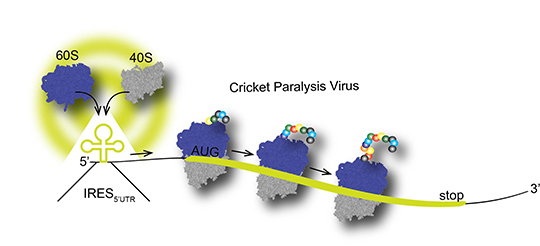 Traduction du Virus de la Paralysie du Cricket: le piratage du ribosome d'insectes