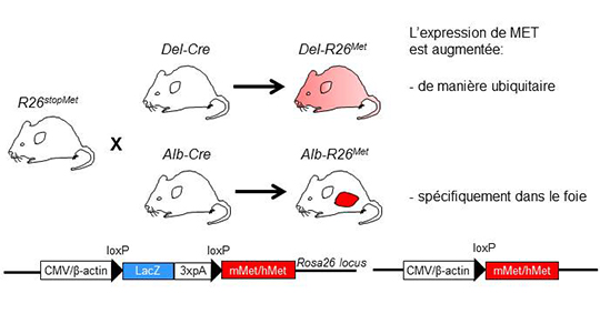 Des souris pour modéliser l'hépato-carcinome humain et identifier de nouvelles thérapies