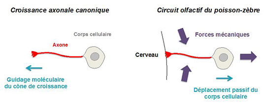 De la mécanique dans la construction des circuits de neurones