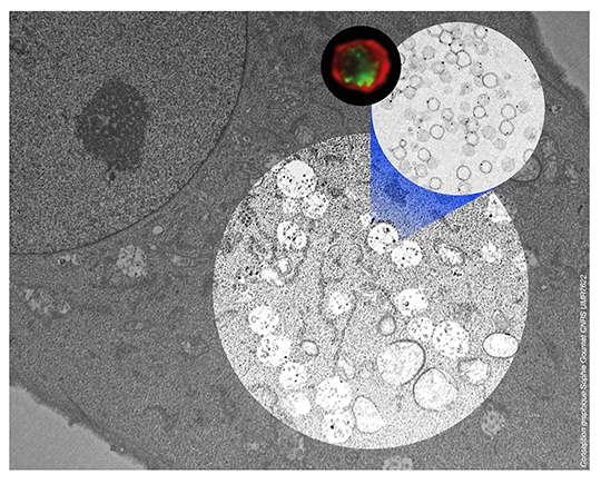 Les vésicules extracellulaires: de nouveaux régulateurs des cellules souches du sang