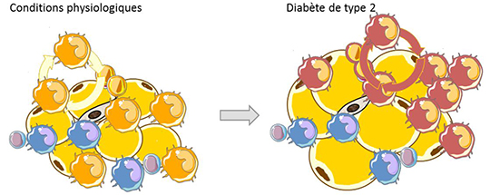 Le tissu adipeux produit des cellules hématopoïétiques à l'origine du diabète de type 2