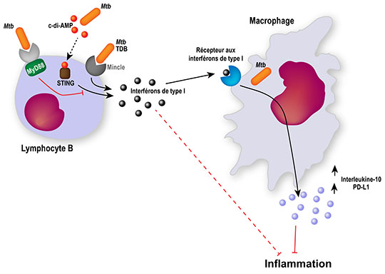 Les lymphocytes B: modulateurs de la réponse inflammatoire dans la tuberculose