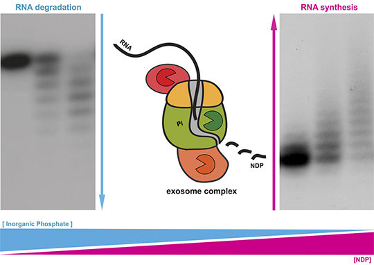 Cumul d'activités pour l'exosome