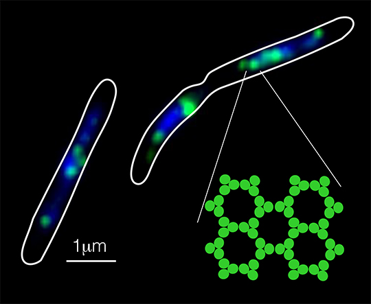 Le chromosome bactérien sert à l'assemblage des complexes protéiques signalétiques