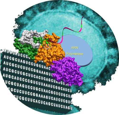 Quand un virus à ARN devient fidèle: vers de nouvelles stratégies de lutte contre les coronavirus