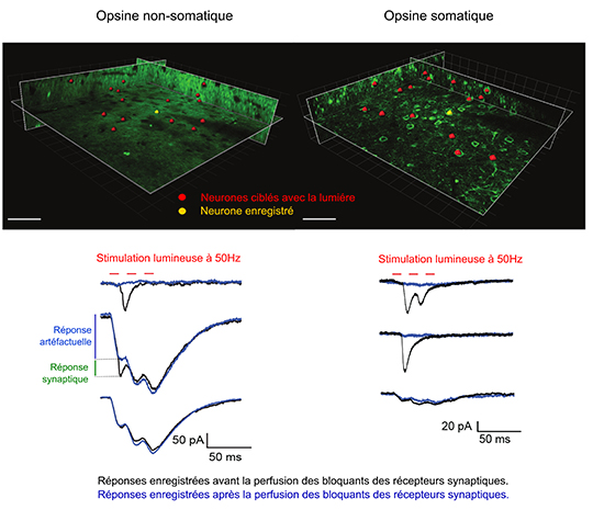 Contrôle optique de neurones uniques