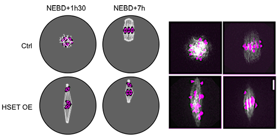 Séparation des chromosomes dans l'ovocyte: rien ne sert de courir...