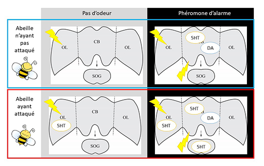 Gare au dard ! Neurobiologie du comportement défensif de l'abeille