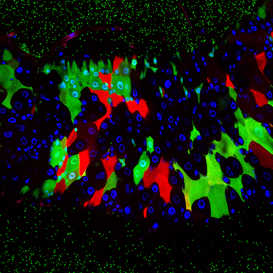 La drosophile à l'épreuve du microbiote intestinal