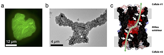 Comment les bactéries conversent au sein des biofilms flottants